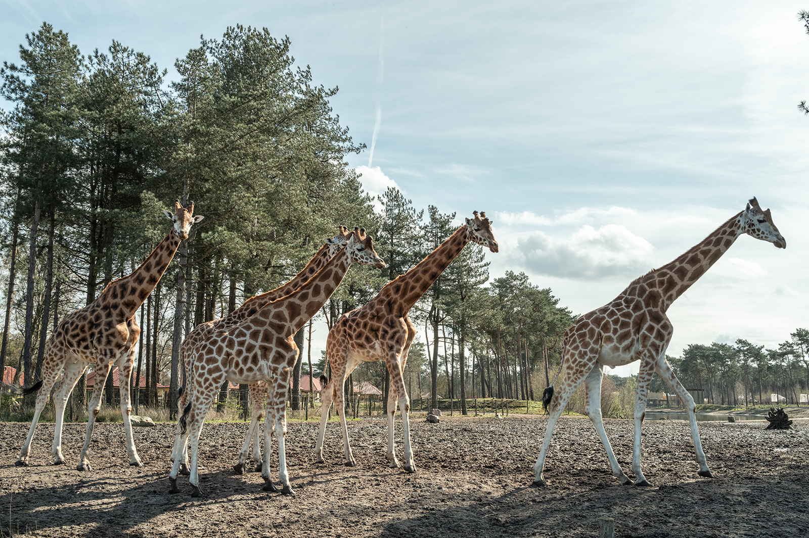 giraffen beekse bergen safari hotel travel blog sunnyinga