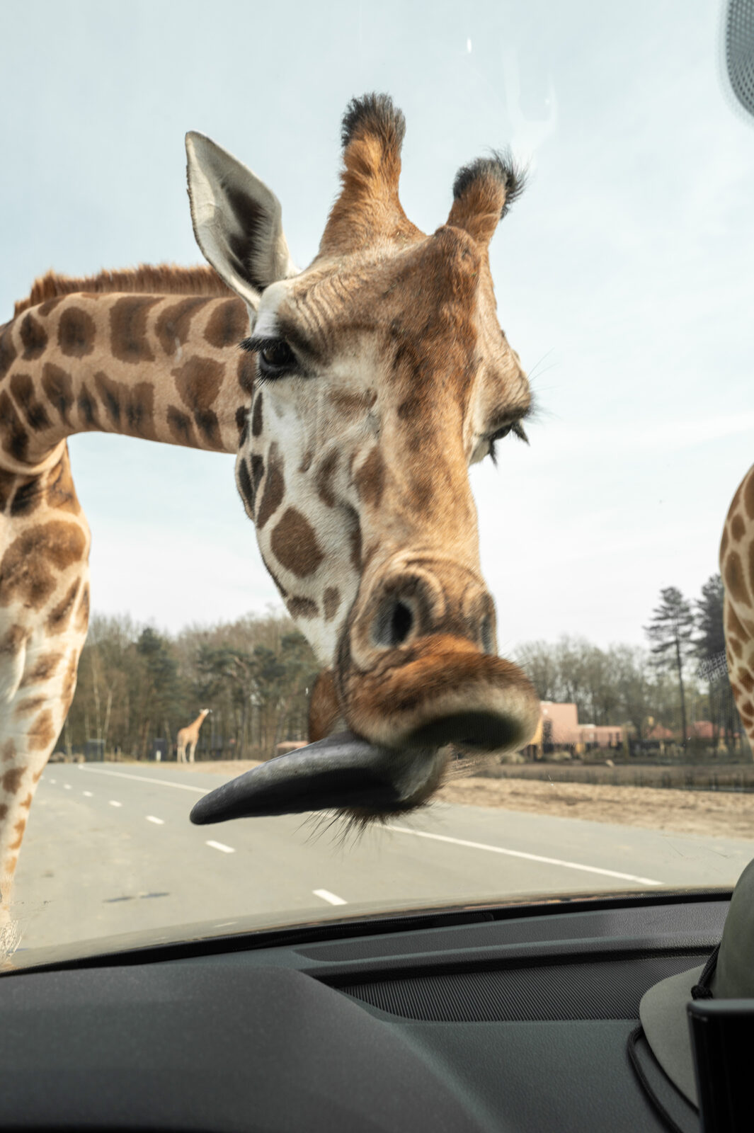 safari park holland niederlande beekse bergen auto