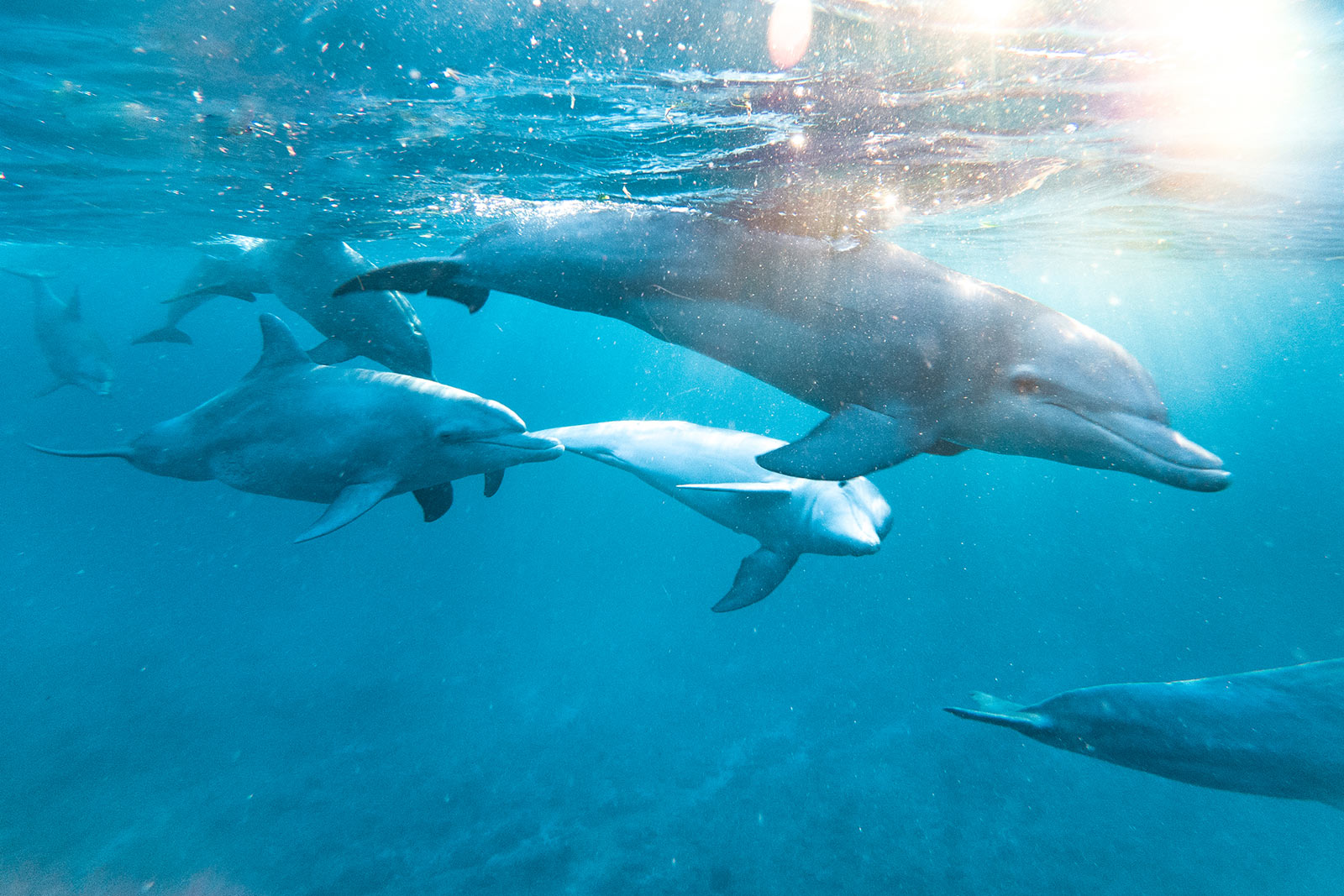 wilde delfine mauritius vitamin sea travel blog sunnyinga
